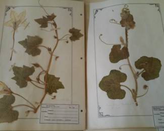 Dried Botanical Herbarium Plant Specimen