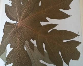 Dried Botanical Herbarium Plant Specimen