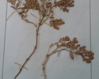 Dried Botanical Herbarium Plant Specimen