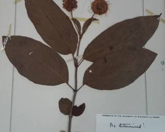 Dried Botanical Herbarium Plant Specimen