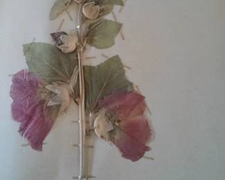 Dried Botanical Herbarium Plant Specimen
