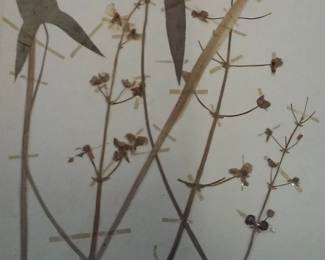 Dried Botanical Herbarium Plant Specimen