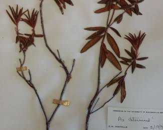 Dried Botanical Herbarium Plant Specimen