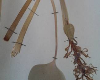 Dried Botanical Herbarium Plant Specimen