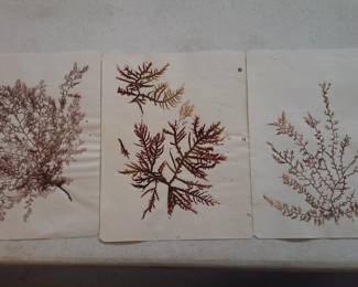 Dried Botanical Herbarium Plant Specimen