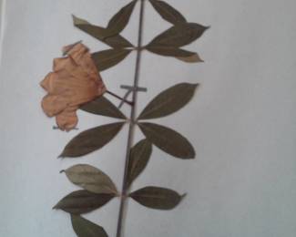 Dried Botanical Herbarium Plant Specimen