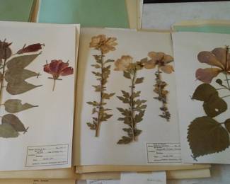 Dried Botanical Herbarium Plant Specimen