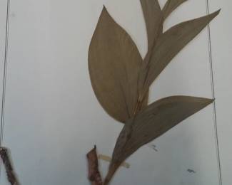 Dried Botanical Herbarium Plant Specimen
