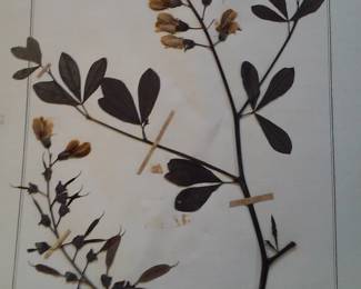 Dried Botanical Herbarium Plant Specimen