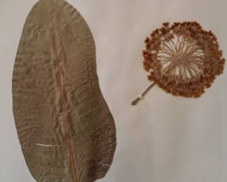 Dried Botanical Herbarium Plant Specimen