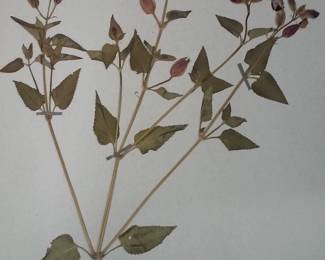 Dried Botanical Herbarium Plant Specimen