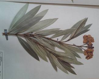 Dried Botanical Herbarium Plant Specimen