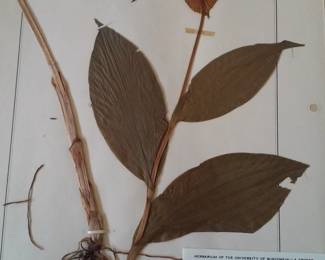 Dried Botanical Herbarium Plant Specimen