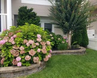 Hydrangeas; crape myrtle; hardscape