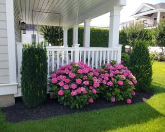 Hydrangeas