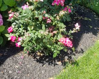 Rose bushes