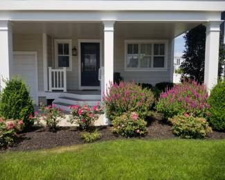 Rose bushes; hydrangeas & more