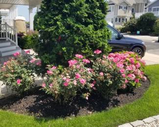 Rose bushes