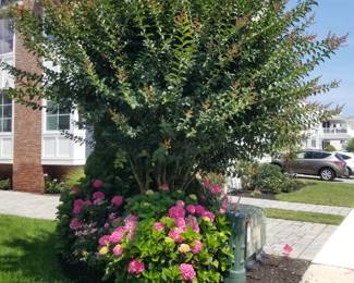 Crape myrtle; hydrangeas