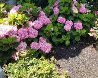 Hydrangeas