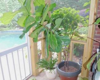 Live Plants