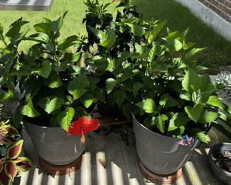 Assortment of live potted plants