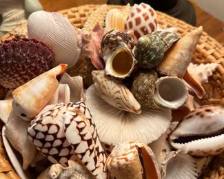 Sea shells