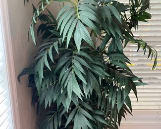 Silk plant
