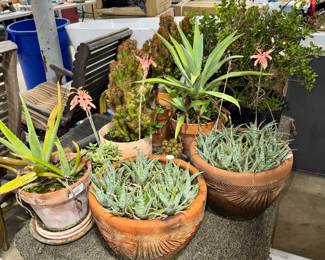 Cactus and Plants Orlando