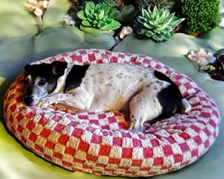 happy dog enjoying her spa experience on a new bed.. very spoiled!