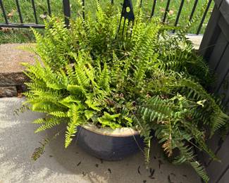 FERN - HANGING BASKET