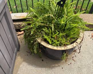 FERN - HANGING BASKET