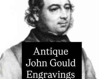 John Gould and Henry Richter, and lithographed by Hullmandel and Walton. These gorgeous engravings were published in London between 1849 and 1861, with a supplement printed from 1880-87. 
