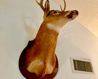 Head and shoulder mounts