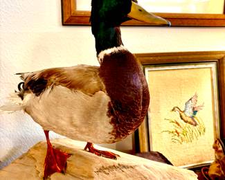 Taxidermy Mallard on wood
