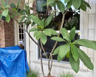 Outdoor plants and pots