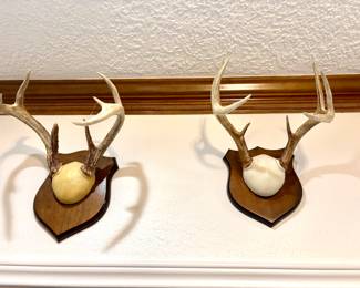 Mounted antlers