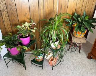 House Plants