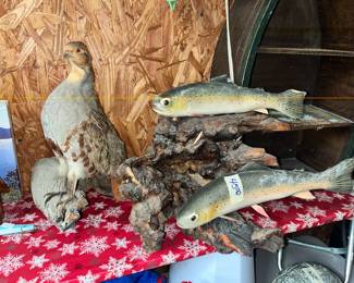 MORE TAXIDERMY