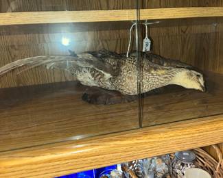TAXIDERMY DUCK FOR THE WALL