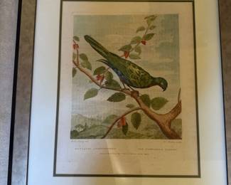 "Musei Leveriani 1792 Pompadour Parrot" by Charles Reuben Ryley 