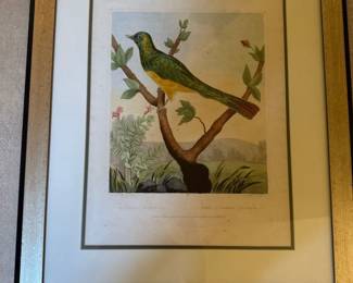 The Cupreous Cuckoo by Charles R. Ryley