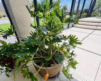 I'm thinking this is some type of plant.