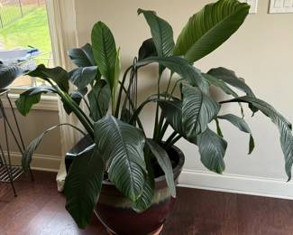 Mature Peace Lily in Planter $125