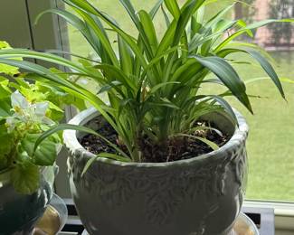 Mature Spider Plant in Ceramic Planter $40