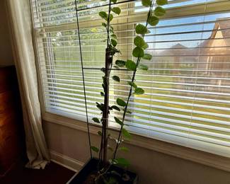 Mature Bouganvilla Flowering Plant $75