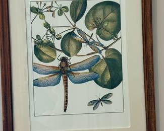 Framed Dragonlfy Print $125
