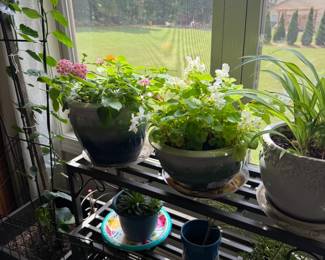 Various planted plants in planters $40-$60