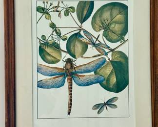 Framed Dragonfly Print $125