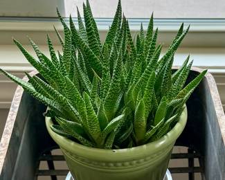 Mature Succulent $25